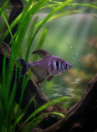 سمكة  Black Phantom Tetra
