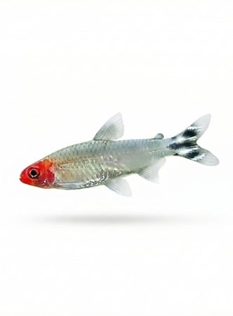 سمكة Rummy Nose Tetra