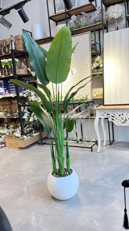 شجرة الموز 170سم