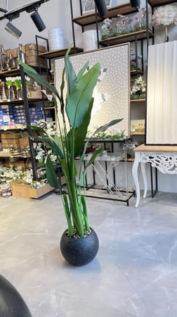 شجرة الموز 170سم