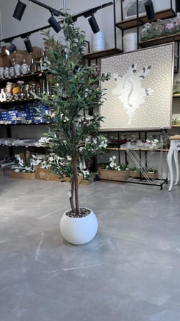 شجرة الزيتون ارتفاع 190سم