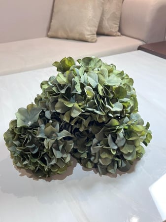 ورد هيدرنجا اخضر