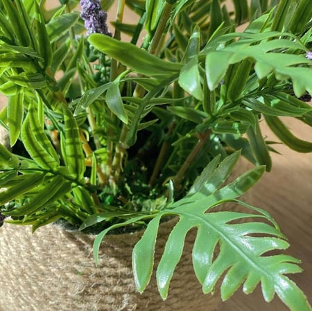 شتلة لافندر LAVEN