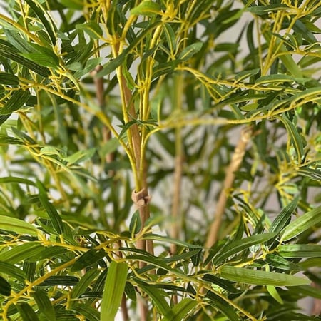 شجرة بامبو BAMBOO