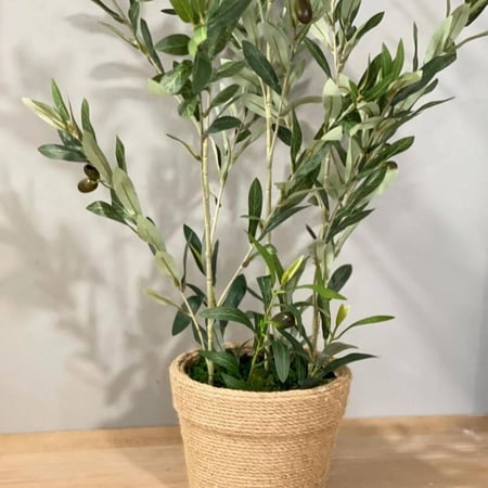 شتلة زيتون صناعي OLIVANTO