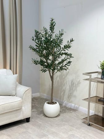 شجر زيتون مركن أبيض مقاس 190سم
