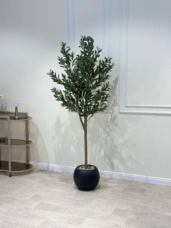 شجر زيتون مركن أبيض مقاس 190سم