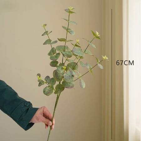 غصن أوراق الأوكالبتوس