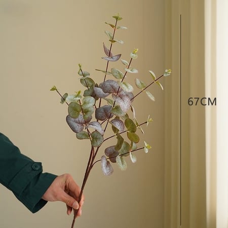 غصن أوراق الأوكالبتوس