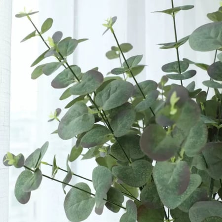 غصن أوراق الأوكالبتوس