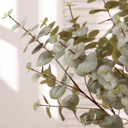 غصن أوراق الأوكالبتوس