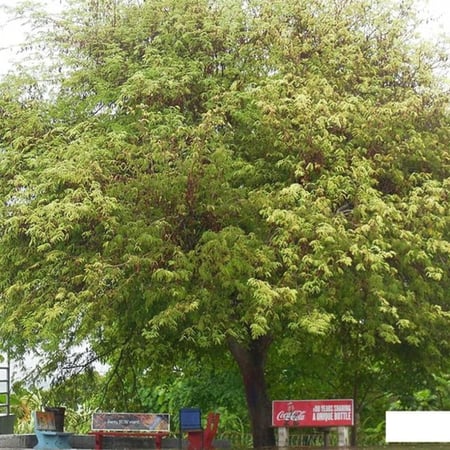 شجرة التمر الهندي