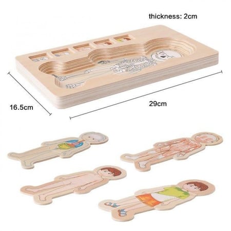 بازل أجهزة الجسم