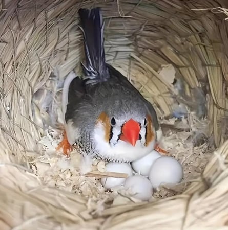 بيض بلاستيك صلب للكناري و الزيبرا و البادجي و الجواء و الروز والفيشر