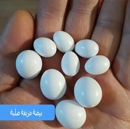 بيض بلاستيك صلب للكناري و الزيبرا و البادجي و الجواء و الروز والفيشر