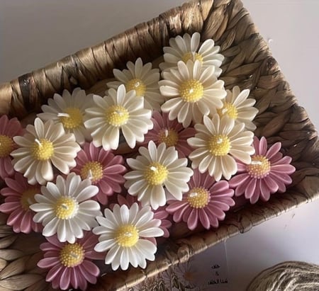 شمعة الاقحوان