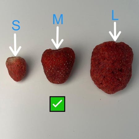 فراولة مجففة بالتبريدحبة كاملة حجم S