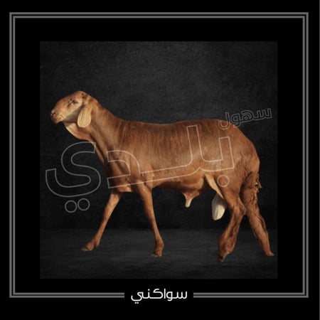 سواكني جدع كبير  25-28 كيلو