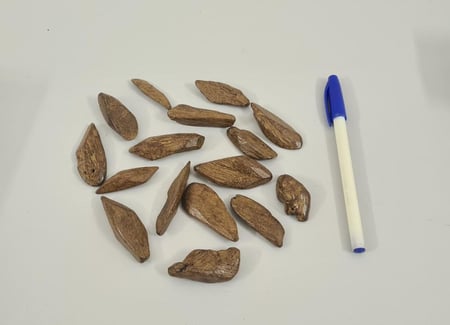 صيدة الجمعه