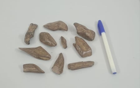 عود مروكي مناسبات