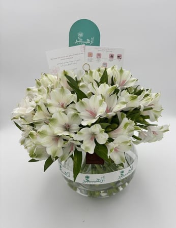 فازة " استروميريا "