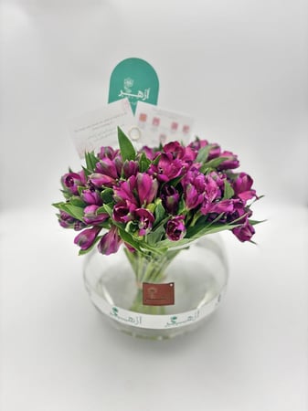 فازة " استروميريا "