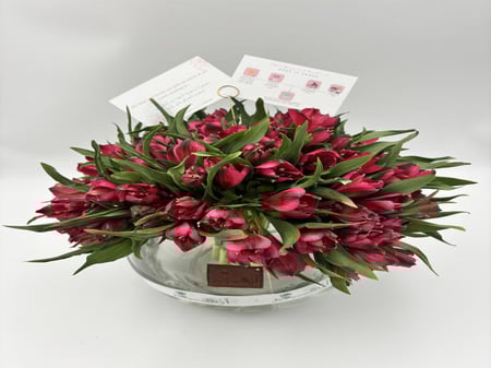 فازة " استروميريا "