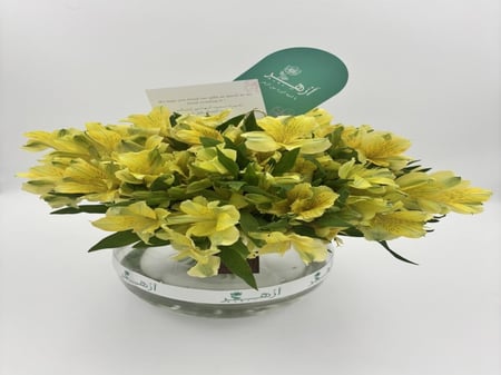 فازة " استروميريا "