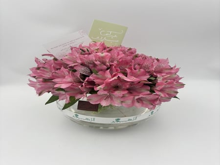 فازة " استروميريا "