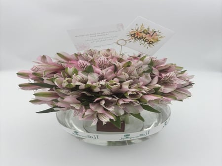 فازة " استروميريا "