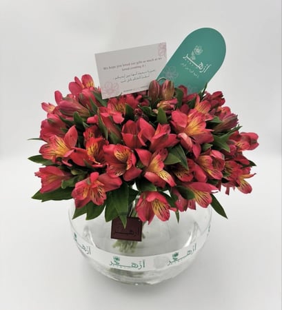 فازة " استروميريا "