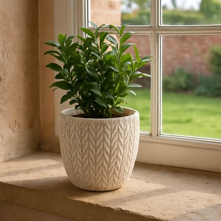 أصيص للنباتات – حجم كبير