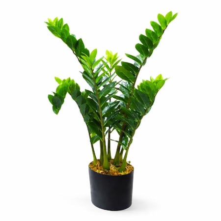 نبتة زاميوكولكاس صناعية فاخرة بوعاء اسود – ارتفاع 70 سم