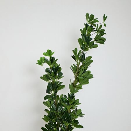 مركن شجر ديكور بتصميم طبيعي