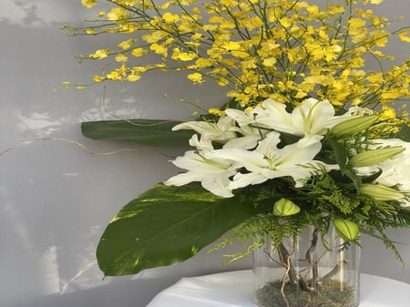 فازة دانسينق ليدي