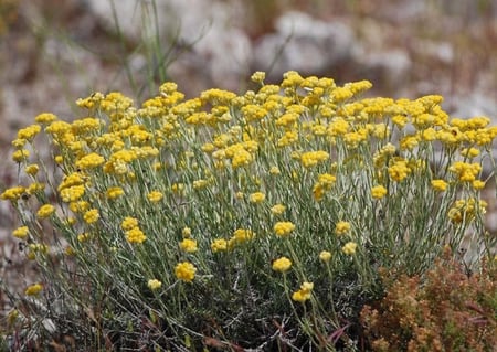 زهرة الخلود