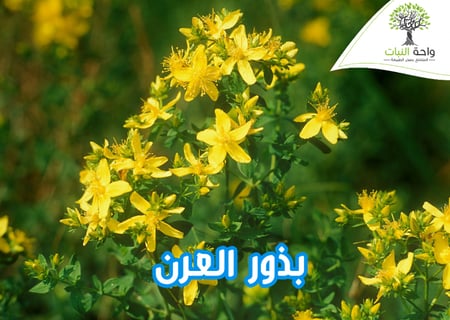 بذور العرن البرية (5 بذرات)