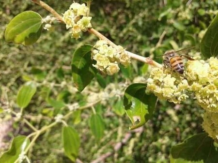 ٢ كيلو عسل سدر فاخر