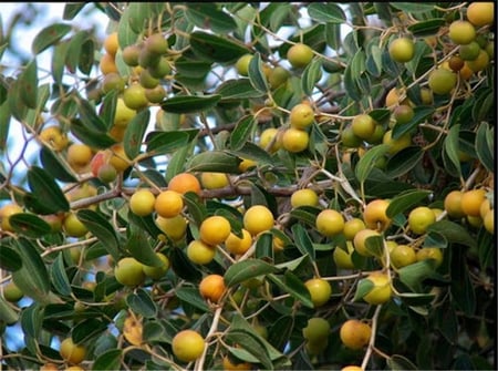 ٢ كيلو عسل سدر فاخر