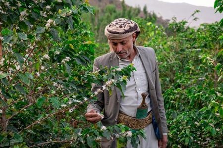 علي صبيح - مزاد  كأس النخبة اليمني  100g