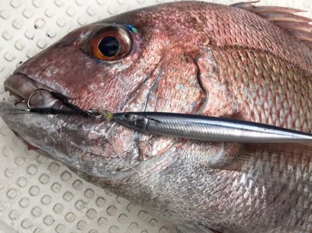 جيق Metal Addict 05