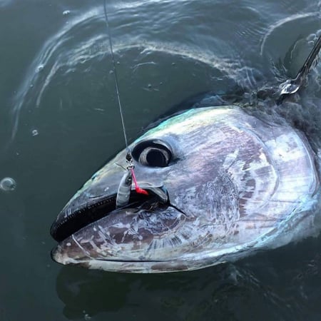 جيق Metal Addict 05