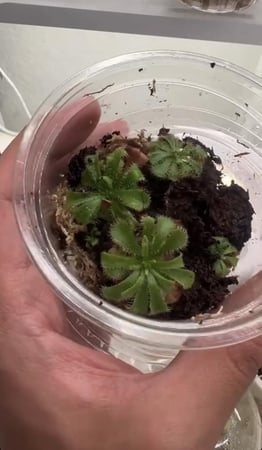Drosera Aliciae