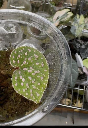 Begonia roseopunctata