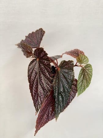 Begonia benigo pink - بيغونيا بينغو بينك