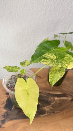 الوكاسيا قاقيانا اوريا - Alocasia Gageana Aurea