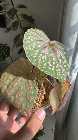 Begonia roseopunctata