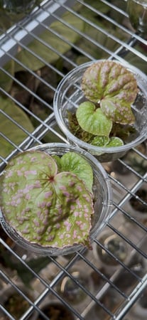 Begonia roseopunctata