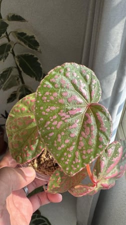 Begonia roseopunctata