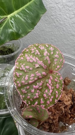 Begonia roseopunctata